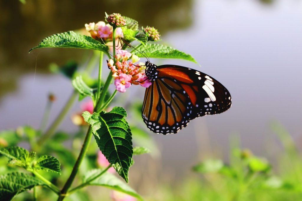 COP : Comment réduire 500 milliards de subventions néfastes à la biodiversité ?