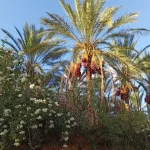 palmeraie de Tozeur, palmiers-dattiers chargés de régimes